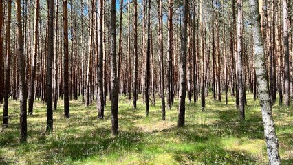 Fototapeta premium bamboo forest background