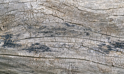 Baumrinde für Hintergrundbilder, Baumstruktur und Borke, Textur, altes Holz