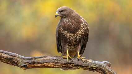 Mäusebussard