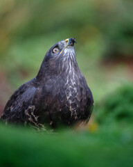 Mäusebussard
