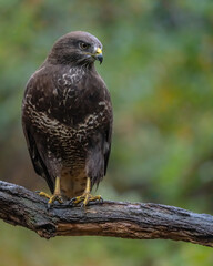Mäusebussard