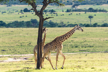Masai giraffes (Giraffa Camelopardalis Tippelskirchii) in Maasai Mara National Reserve, Kenya