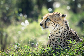 Cheetah (Acinonyx Jubatus) with injured eye resting in Masai Mara, Kenya