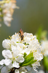 Polistes dominula sits on a cherry blossom. Spring time.