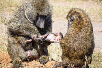 Adult olive baboons (Papio Anubis) with their baby, Maasai Mara National Reserve, Kenya