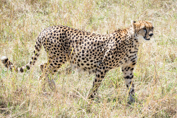 Cheetah (Acinonyx Jubatus) in Masai Mara, Kenya
