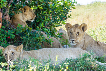 Group of lionesses resting behind a bush in Masai Mara, Kenya