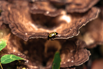 ladybug on a mushrooms