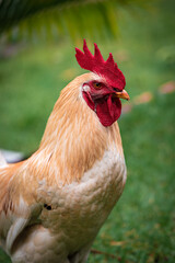 rooster in the farm