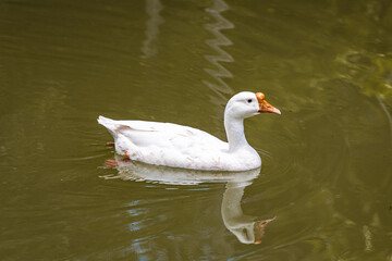 white goose in the water