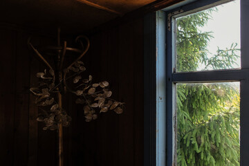 Fototapeta premium The attic of an old wooden house. Large spruce behind the dirty glass. Ornamental plant Lunaria on the black background. Sunny morning.