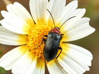 Fototapeta premium Red and black beetle on a flower. Heliotaurus ruficollis 