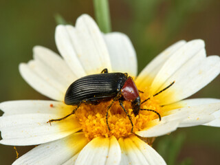 Red and black beetle on a flower. Heliotaurus ruficollis     