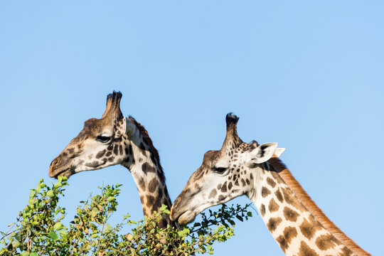 Two Masai giraffes (Giraffa Camelopardalis Tippelskirchii) eating tree leaves in Maasai Mara National Reserve, Kenya
