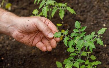 Gardeners hand and fingers holding a freshly planted tomato plant leaf