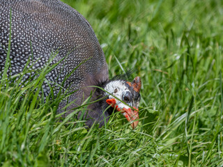 Helmeted guineafowl (Numida meleagris) in the garden
