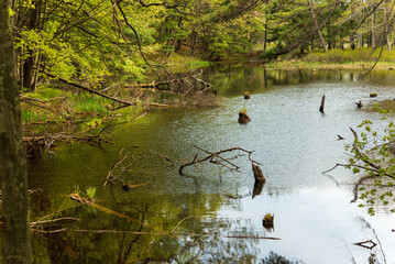 A Michigan Northern Forest Wetlands Landscape with tree stumps