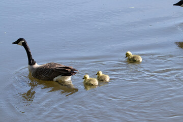 Canada goose family