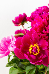 Peonies close up, part of a home interior, house decoration with flowers, cozy summer background