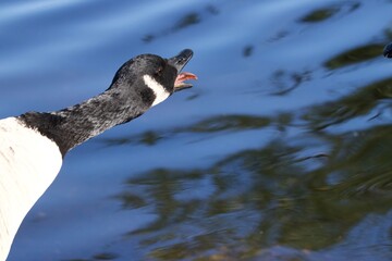 Canada Goose honking