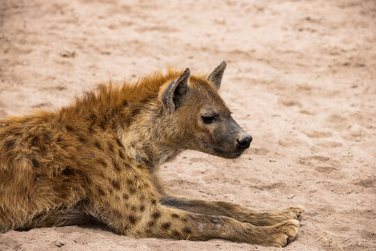 Close-up of Hyena laying in the dirt 
