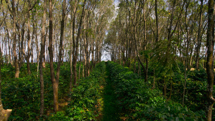 Suspended coffee yard, coffee bean drying technique	