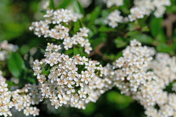 Blühender Feuerdorn, Pyracantha, im Frühling