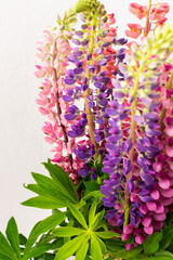 Lupinus close up, part of a home interior, house decoration with flowers lupin, cozy summer background