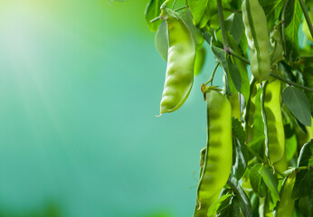 Peas close-up shot. View of a fresh pea plant at sunrise in a pea garden. Organic vegetable production field.