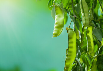 Peas close-up shot. View of a fresh pea plant at sunrise in a pea garden. Organic vegetable...