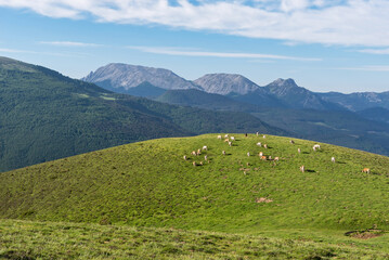 Fototapeta na wymiar Cows in the Belagua Valley. Ezkaurre Rock