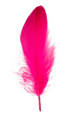 Feather elegant puff isolated on the white background