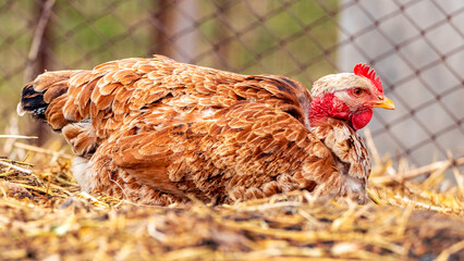 A brown chicken sits on a straw in the farm yard