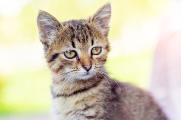 Small striped kitten with a focused gaze on a light background