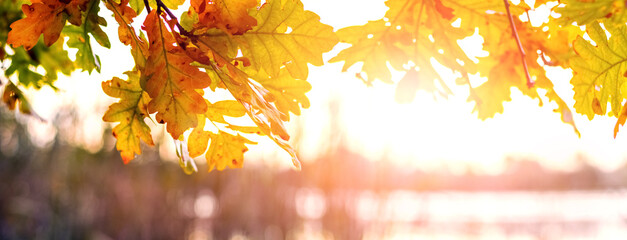 Yellow oak leaves on a tree near the river in sunny weather, autumn background