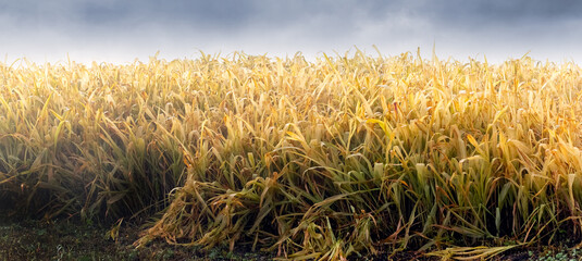 Farm field with ripe corn, yellow corn leaves. Growing corn