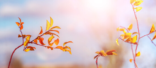 Autumn background. Colorful autumn leaves on a light background in sunny weather