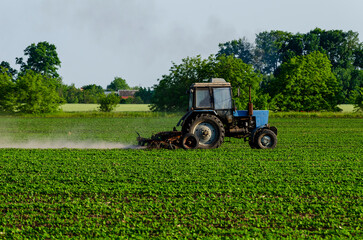 Fototapeta premium Tractor, processing a field of soybeans in a farmer's field. Agricultural activity. A series of pictures.