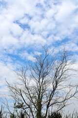 Fototapeta na wymiar Dried tree with clouds in blue sky