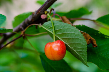 Obraz premium Close-up of ripe red cherries hanging on a branch of a cherry tree.