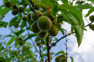 Young fresh green peaches and green leaves in the orchard in the garden on a sunny summer day, beautiful outdoor background photographed with soft focus