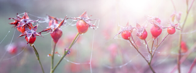 Red rose hips on a bush in the garden on a foggy morning at sunrise