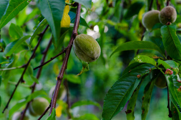 Young fresh green peaches and green leaves in the orchard in the garden on a sunny summer day, beautiful outdoor background photographed with soft focus