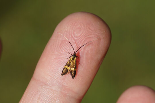 Closeup female Longhorn Moth (Nemophora degeerella). Family Adelidae. Resting on a finger. Dutch garden, June  