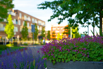 Urban greening with colorful plants and flowers. Small green oases at Europapark station in Groningen for climate adaptation.