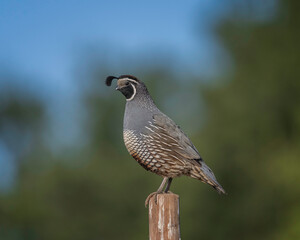 A male California quail (Callipepla californica) keeps watch from a high vantage point while the covey feeds on the ground at Lake Cachuma in Santa Barbara county, CA.
