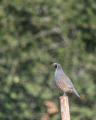 A male California quail (Callipepla californica) keeps watch from a high vantage point while the covey feeds on the ground at Lake Cachuma in Santa Barbara county, CA.