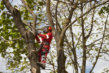 Fototapeta premium A tree surgeon hangs ropes in the crown of a tree using a chainsaw to cut branches. An adult male wears full protective gear. Blurring the movement of wood chips and sawdust.