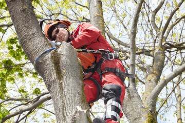 Tree surgeon. Working with a chainsaw. Sawing wood with a chainsaw.	