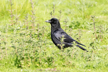 crow on the grass